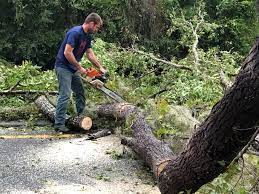 How Our Tree Care Process Works  in  Lakeland Highlands, FL