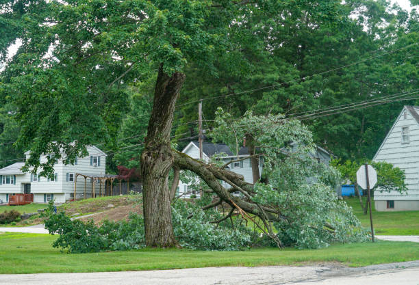 Best Lawn Dethatching Services  in Lakeland Highlands, FL